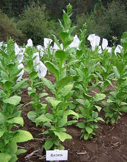 Turkish Basma Tobacco Plant